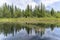 Nature scenery with lush green coniferous forest mirroring in water surface in front of it