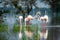 Nature scenery or natural painting by Greater flamingo flock or flamingos family during winter migration at Keoladeo National Park