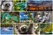 Nature,scenery,wildlife animals of Madagascar  - collage set