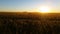 Nature Scenic Landscape Wheat field farming sunset