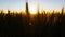 Nature Scenic Landscape Wheat field sunset
