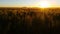 Nature Scenic Sunset Landscape Wheat field