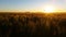 Nature Scenic Wheat field farming sunset landscape with wind mill