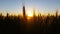 Nature Scenic Wheat field warm sunset with lens flare