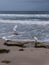 Nature Seascape of 2 Snowy Egrets and a Great Egret