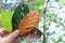 Nature, seasonal and timeless music concept. Hand holding leaves with musical notes cutout for album cover in natural background.