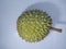 A nature seasonal tropical fruit durian is a delicious malaysian food. This fruit was photographed with white background