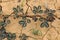 Nature Sensitive plant, sleepy plant , the touch-me-not or Mimosa pudica plant on  Dry soil land and cracked ground texture backgr