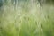 Nature shots of garden in spring. Macro of grass with water drops and flying bokeh