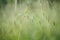 Nature shots of garden in spring. Macro of grass with water drops and flying bokeh