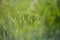 Nature shots of garden in spring. Macro of grass with water drops and flying bokeh