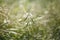 Nature shots of garden in spring. Macro of grass with water drops and flying bokeh