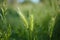 Nature shots of garden in spring. Macro of grass with water drops and flying bokeh