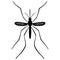 Nature, Silhouette Mosquito stilt, top view