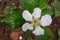 Nature Single BlackBerry white flower