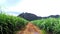 NATURE & SKY . grass , road , hills & morning light`s .