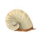 Nature slow spiral a yellow snail on a white seashell