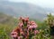 Nature of Spain - close view of mountain heather rose flowers