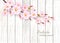 Nature spring background with beautiful blossoming sakura