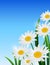 Nature spring daisy flower on blue sky background