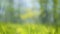 Nature spring green grass trees foliage forest