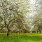 Nature Spring Landscape with blossoming Apple garden