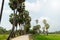 Nature spring landscape. Sugar palm, rice fields