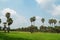 Nature spring landscape. Sugar palm, rice fields