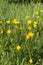 Nature and springtime - beautiful meadow with buttercup flowers and grass