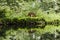 Nature in springtime in the Spree Forest Spreewald in Germany