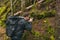 Nature still photography photographer man with professional slr camera taking picture of wild mushroom in forest during