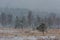 Nature studies path leading through carbon dioxide storing moor and peatland in Bavaria in winter with snow-covered landscape and