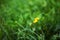 Nature Summer Background with autumn hawkbit flowers.