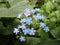 Nature summer flowers meadow flowers forget-me-nots