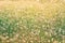 Nature in summer, wild flowers in meadow. Achillea Millefolium, White Yarrow. Ðlowers yarrow ordinary closeup. background with