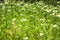 Nature in summer  wild flowers in meadow. Matricaria chamomilla or Italian German Hungarian chamomile.