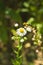 Nature in summer  wild flowers in meadow. Matricaria chamomilla or Italian German Hungarian chamomile.