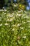 Nature in summer  wild flowers in meadow. Matricaria chamomilla or Italian German Hungarian chamomile.