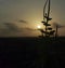 nature sunsets view with baby plant