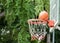 Nature surrounding basketball hoop