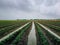 Nature of sweet potatoes plantation, yam farming