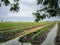 Nature of sweet potatoes plantation, yam farming