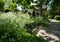 Nature takeover: white cow parsley grow around a black bench outside Eastcote House Gardens, Hillingdon, UK.