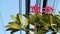 Nature and technology, Plumeria flowering tree and electrical power lines