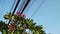 Nature and technology, Plumeria flowering tree and electrical power lines