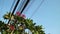 Nature and technology, Plumeria flowering tree and electrical power lines