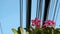 Nature and technology, Plumeria flowering tree and electrical power lines