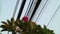 Nature and technology, Plumeria flowering tree and electrical power lines