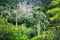 Nature of Thailand: palm trees swaying in the wind