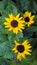 Nature themed 4K (16:9) mobile wallpaper: sun flower